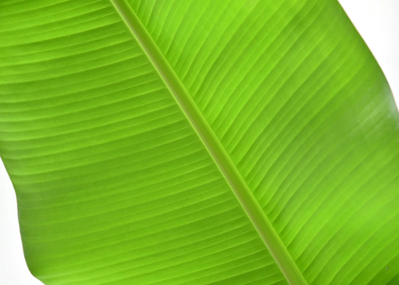 Clean tropical banana leaf texture
